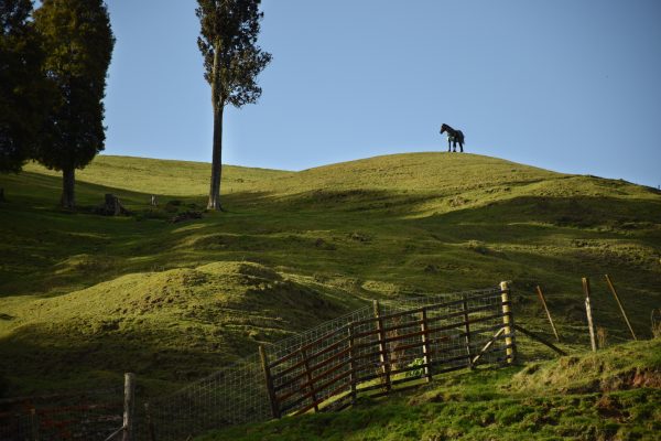 A lone horse stands on a grassy hilltop under a clear blue sky, with a few tall trees and a slanted wooden fence in the foreground.