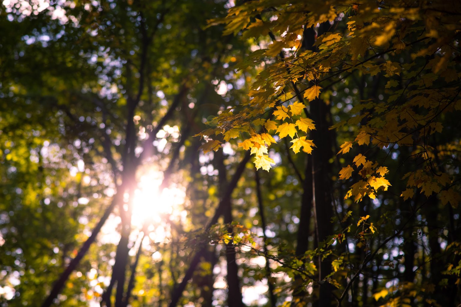 Sunlight filters through a forest, illuminating yellow maple leaves in the foreground while the background remains shaded by tall trees and green foliage.