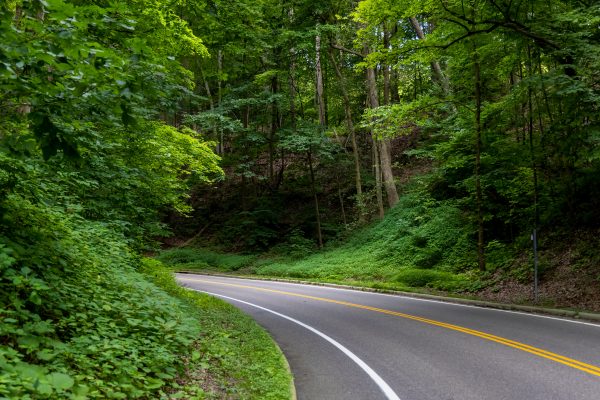 A curving road winds through a lush green forest, bordered by dense foliage and tall trees, with sunlight filtering through the leaves.