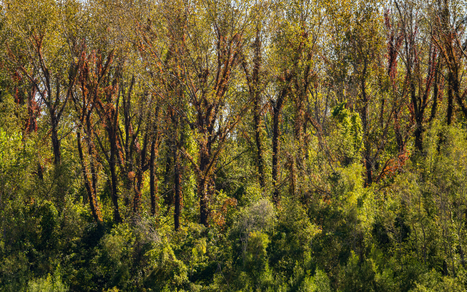 Fall colors on the red climbing plants or creepers on tree trunks in Kentucky alongside Mississippi river