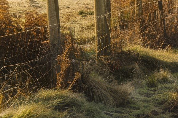 A weathered wire fence runs between wooden posts through tall grass and dry vegetation in a sunlit, rural landscape. Some parts of the wire are bent and tangled, and grasses cluster at the base.